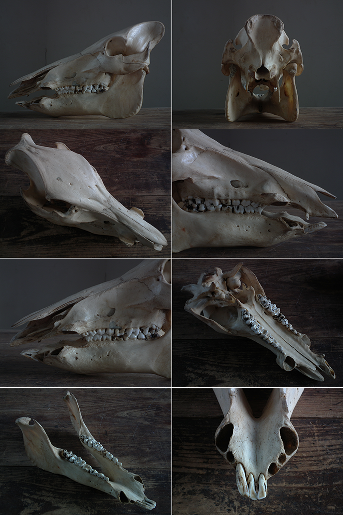 古いイノシシの頭蓋骨 | MANSIKKA antiquesMANSIKKA antiques