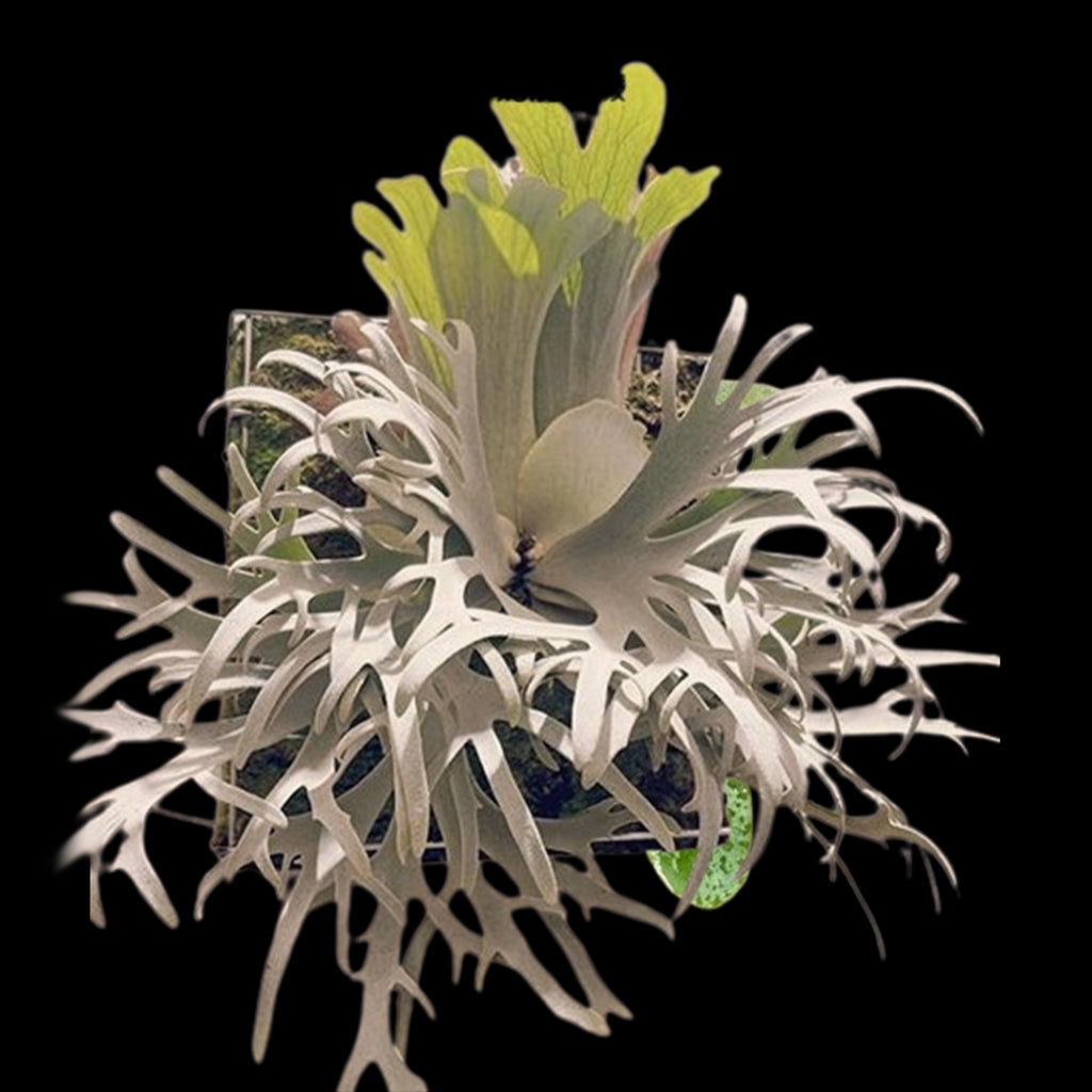 平凡之鹿】P. willinckii Jenny TC #239 P. willinckii 'Jenny' TC