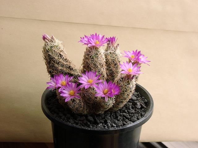 エスコバリア ミニマ(Escobaria minima)写真 多肉植物データベース