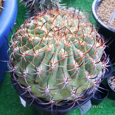 エリオシケ 五百津玉/雲涯丸(Eriosyce ihotzkyanae) 多肉植物データベース