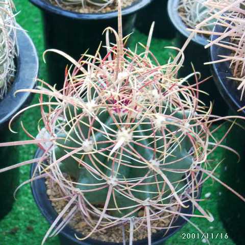 フェロカクタス 鯱頭(Ferocactus cylindraceus) 多肉植物データベース