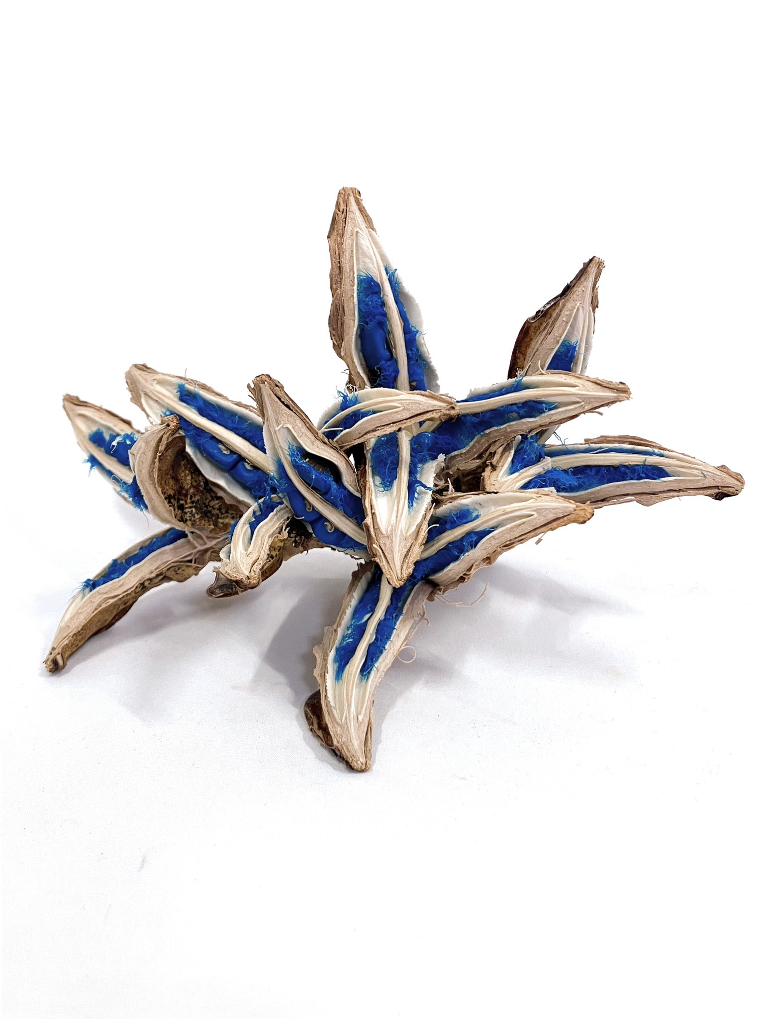 タビビトノキの種 – アぺロ・ヒュ―レ