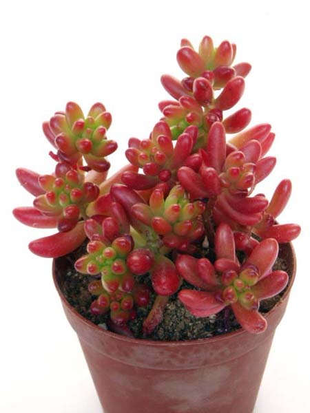 虹の玉（にじのたま）