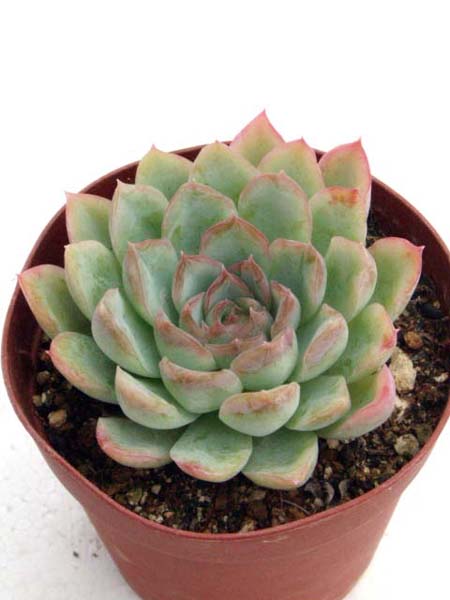 花月夜（かげつや）