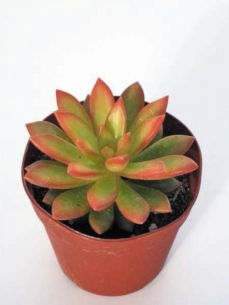 サンライズマム、イエロームーン、新立田