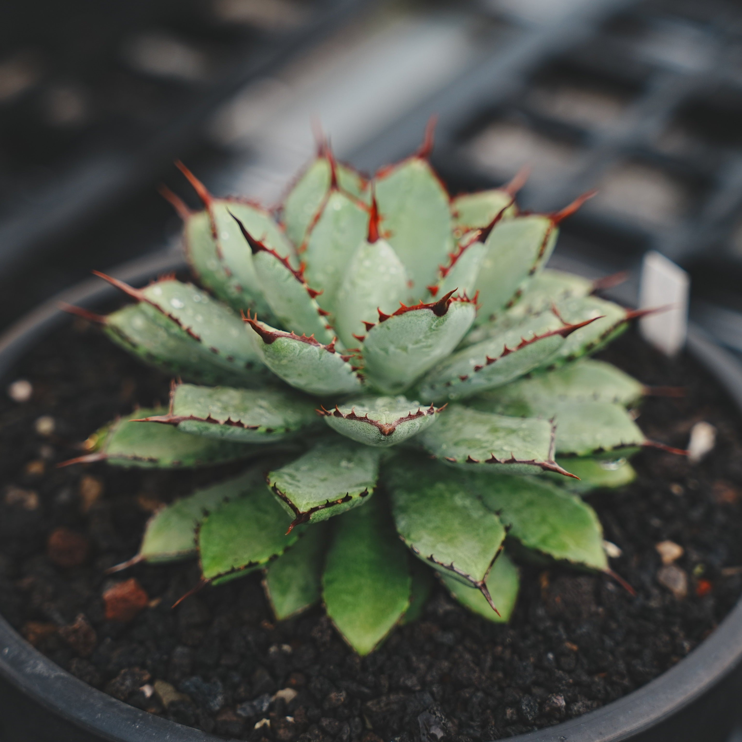 変異株】新種アガベ 変異株】新種アガベ 96b9add9a207033a4d4e78423840fc