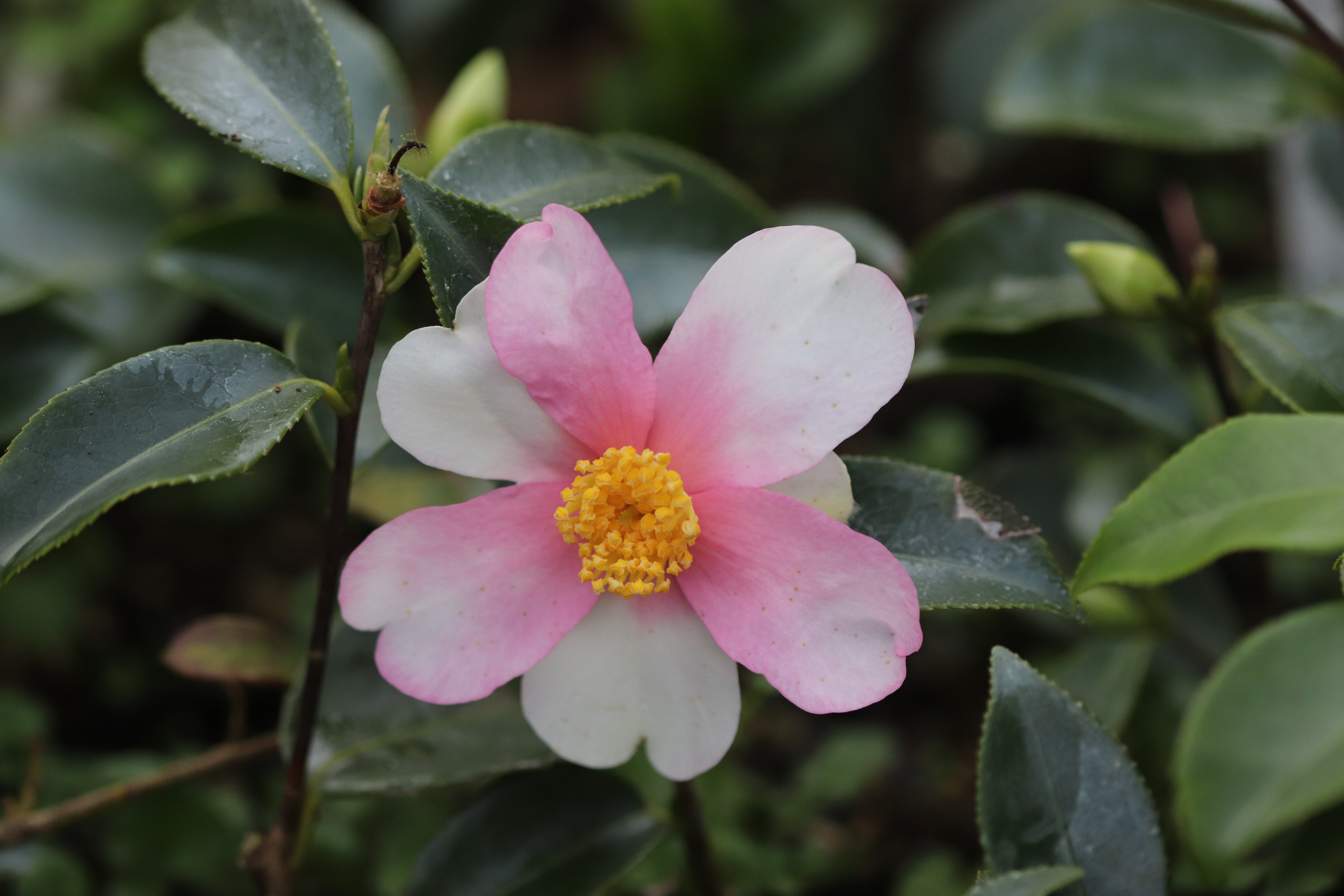 RETAIL - Camellia x 'Yume' – Cistus Nursery