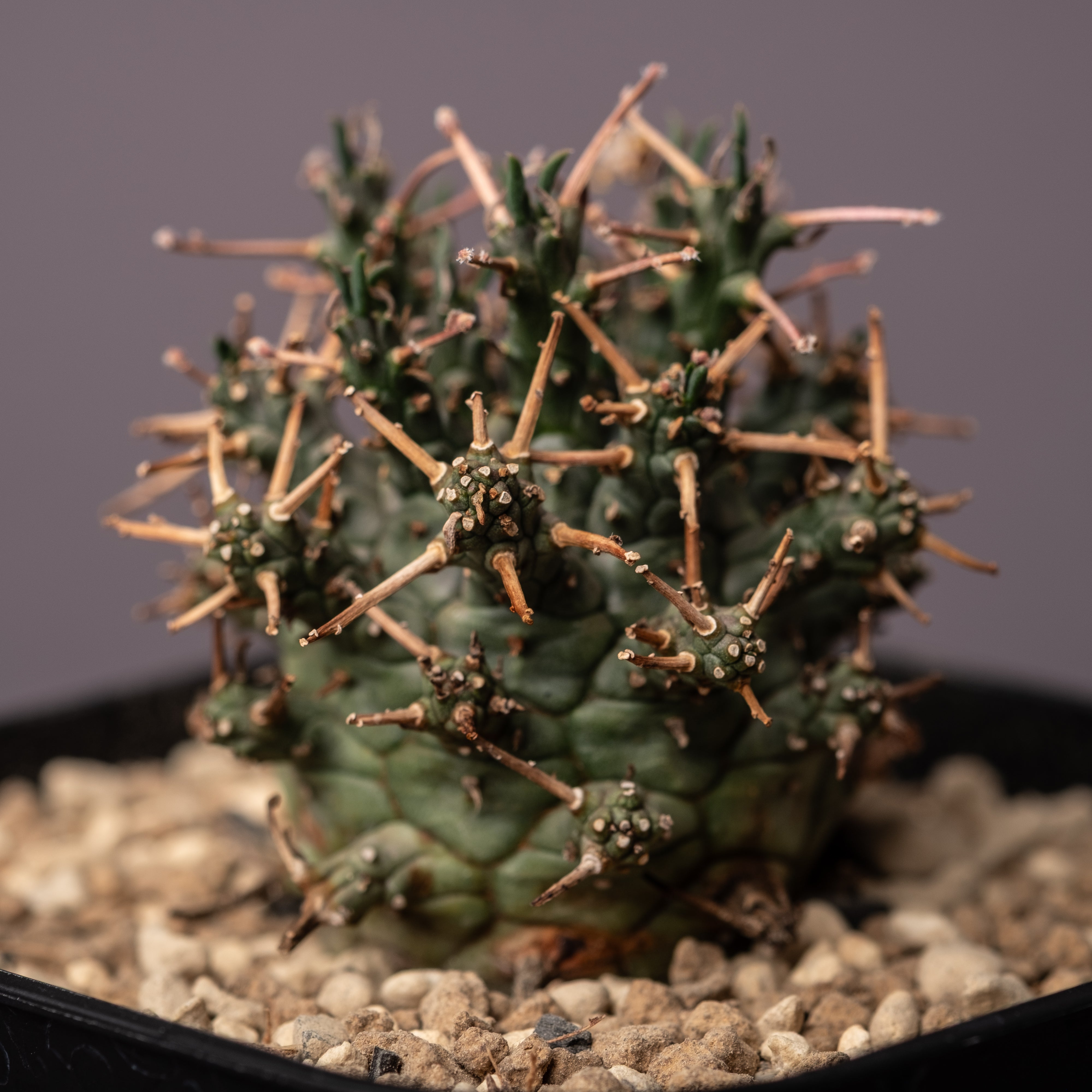 Euphorbia decepta ユーフォルビア・デセプタ – ECHO PLANTS