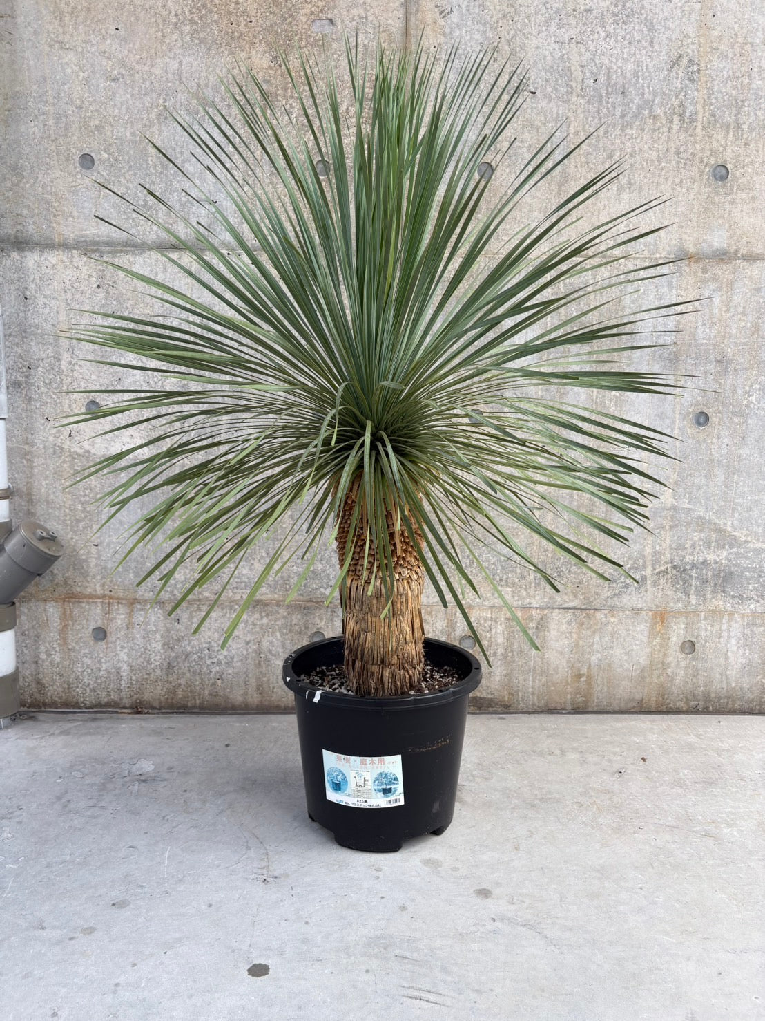 東京都23区内の方のみ購入可】【送料無料】 ユッカ ロストラータ 13号