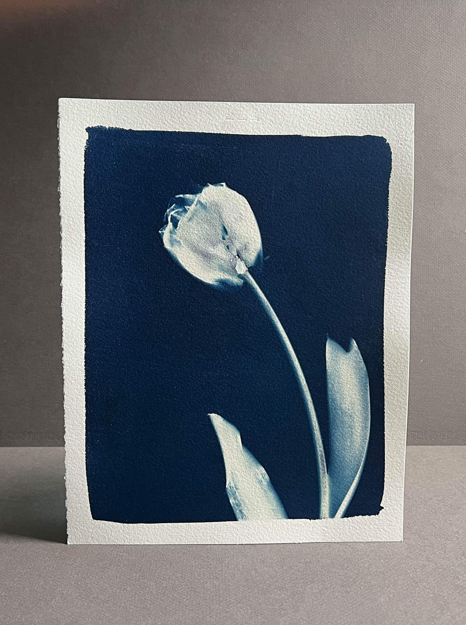 Tulip #290 – Julie Reed