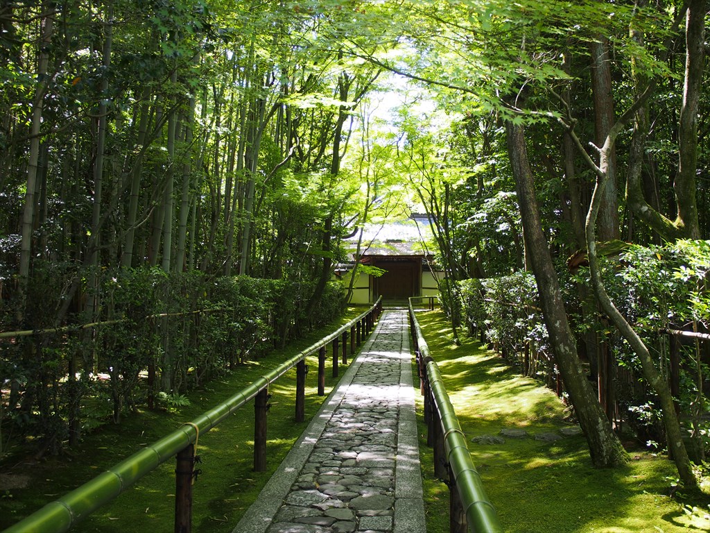 見納めの高桐院 | 京都旅屋