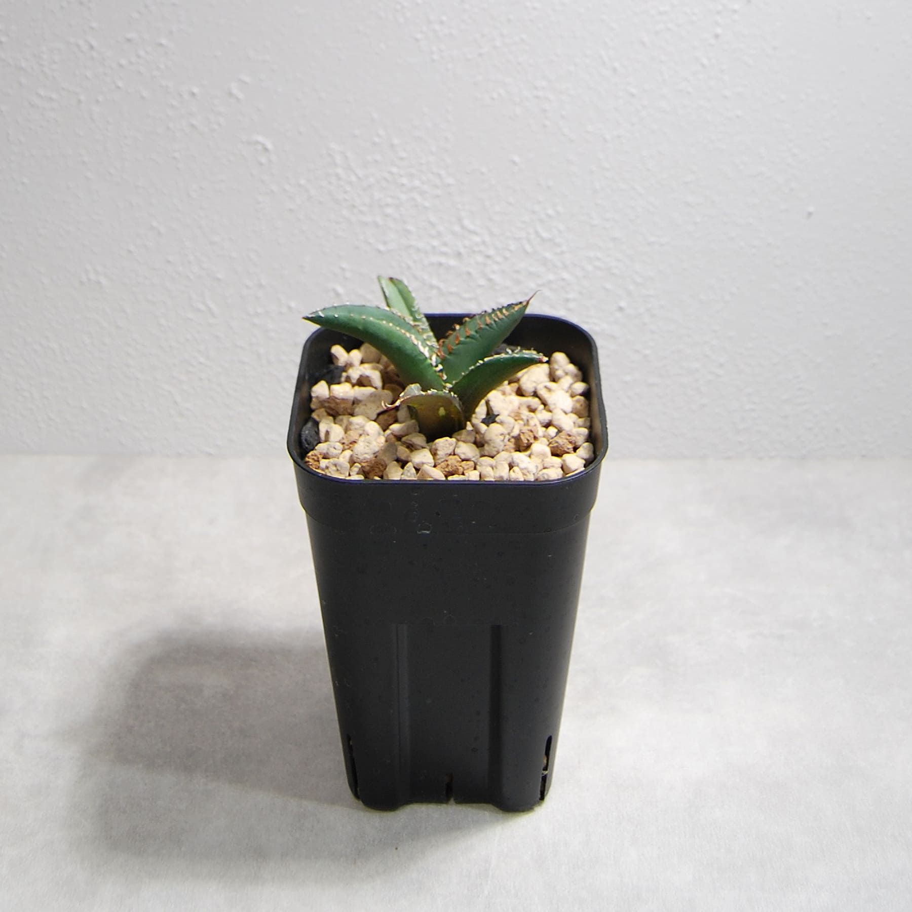 アガベ チタノタ 悪魔（スーパーチタノタ）OS14 – linkplants -リンク