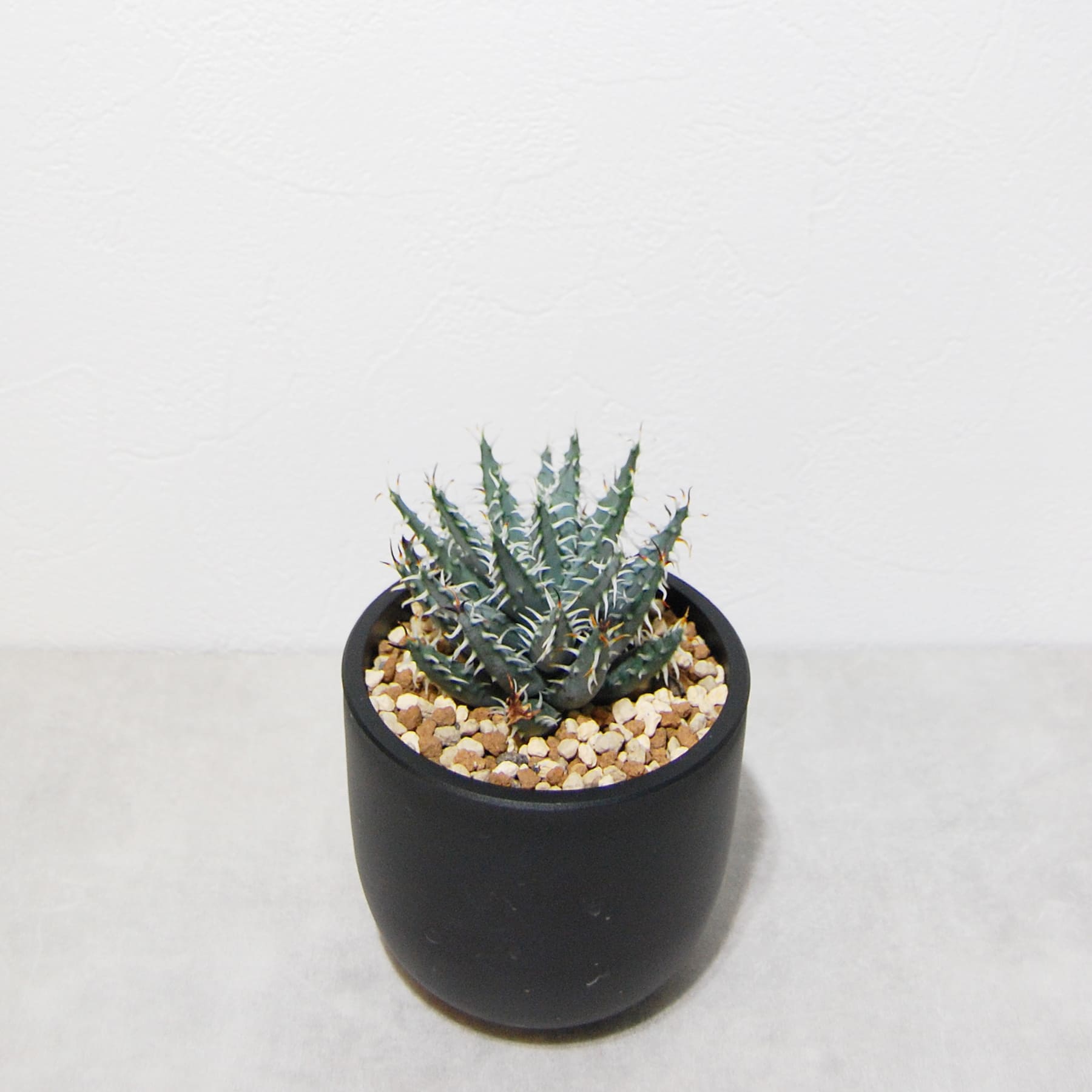 アロエ・エリナケア 012 – linkplants -リンクプランツ-