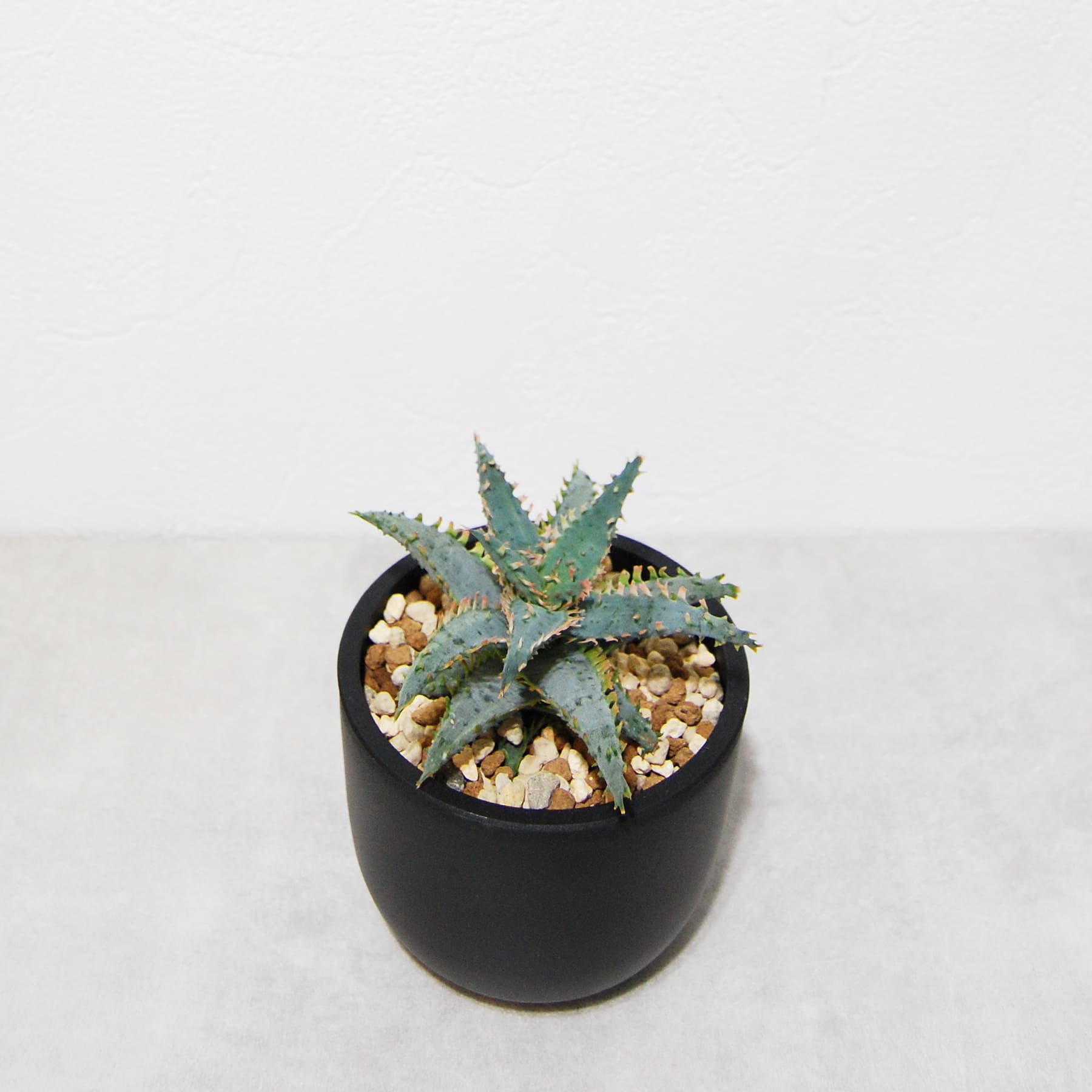 アロエ ハイブリッド【Aloe hybrid】011 – linkplants -リンクプランツ-