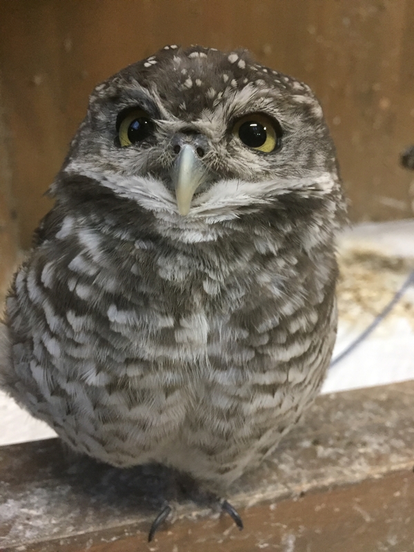 フクロウ 裏設定】フクロウ＝ラスボスだった!? 99日間の森の氷神殿に隠された