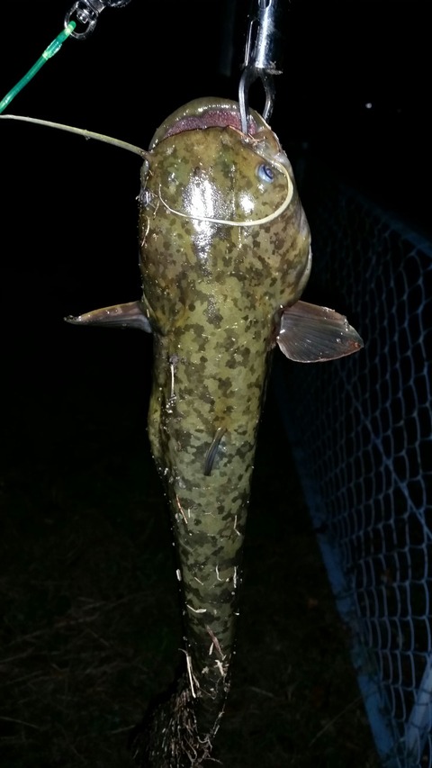 キャタピークリッカーの日2014 秋のナマズを釣る （過去の水路・河川の