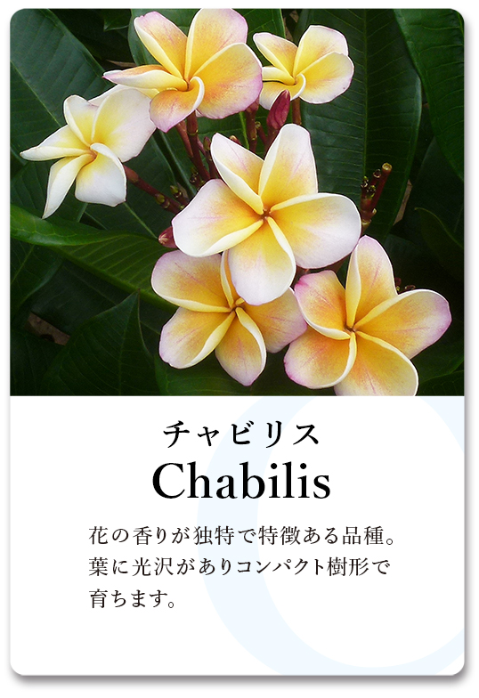 PLUMERIA GUIDE＜プルメリア図鑑＞ | サイタマ プルメリアフェスティバル