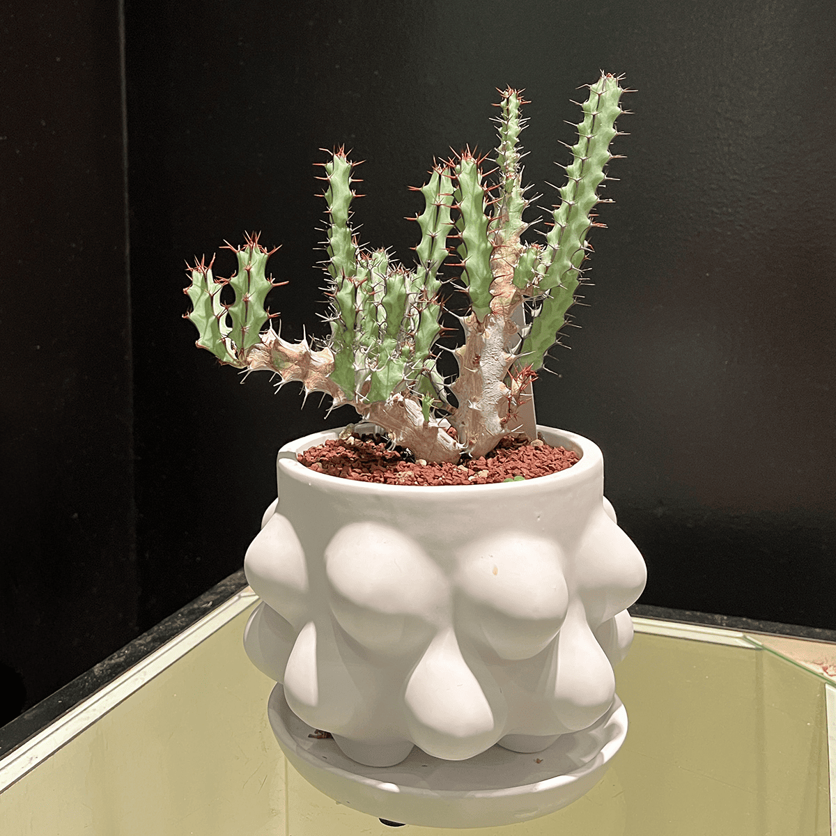 ユーフォルビア・グリーンウェイ】観葉植物（陶器製鉢付き）｜観葉植物