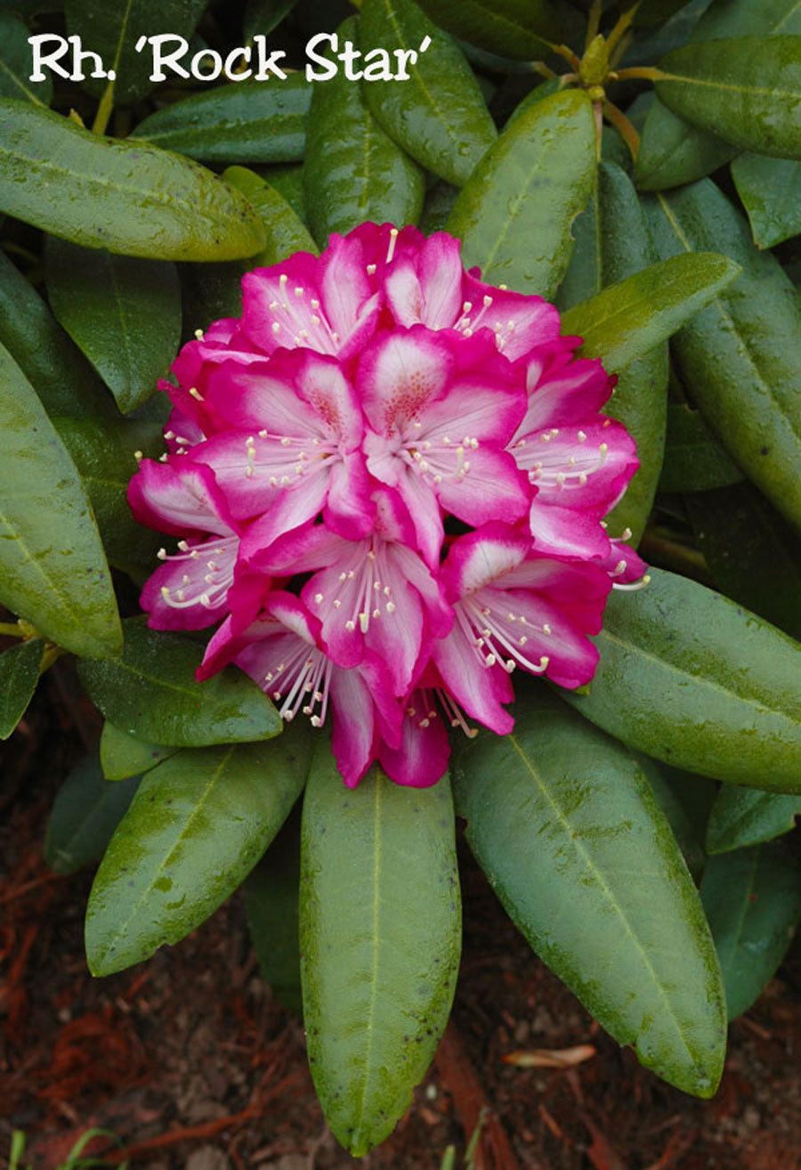 Rock Star – Singing Tree Gardens Nursery