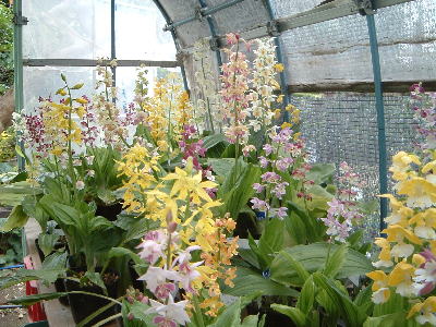 山野草と茶花 国分寺のお花屋さん 谷合園芸 - Online