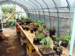 山野草と茶花 国分寺のお花屋さん 谷合園芸 - Online