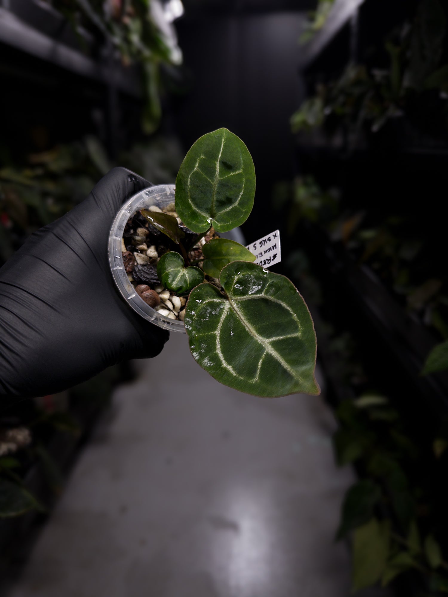 Anthurium red crystallinum ('Michelle' x ('SKG Silver' x 'Red