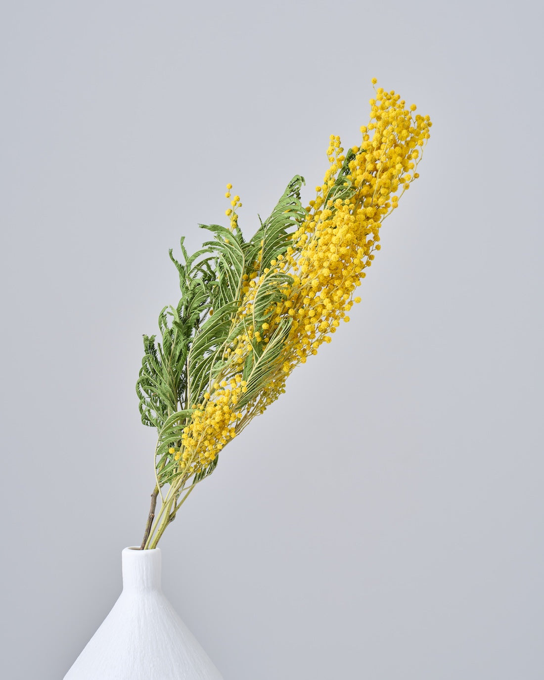 ドライフラワー］ミモザ 商品ページ - 土と風の植物園