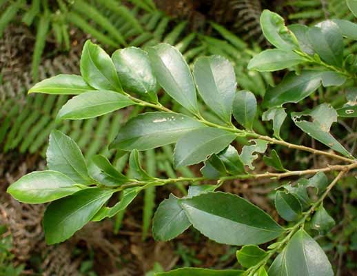 有度山／日本平の樹木 ヒサカキ