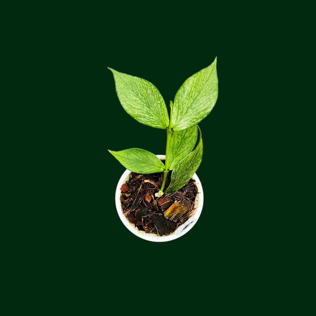 Hoya polyneura (silver, aka broget) – Unsolicited Plant Talks