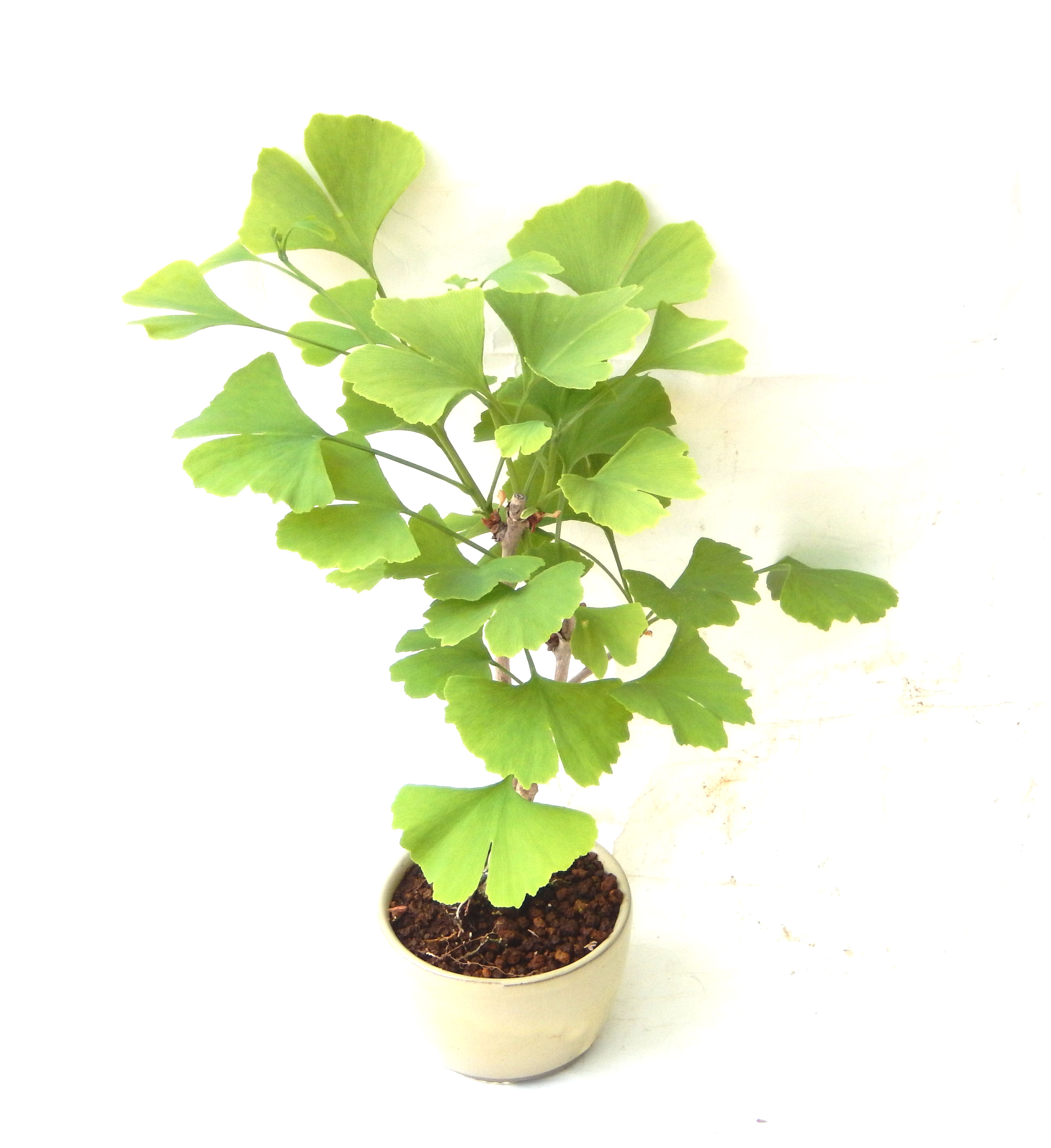 いちょう イチョウ 銀杏盆栽 3242