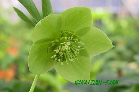 セミダブル グリーンの花が素敵