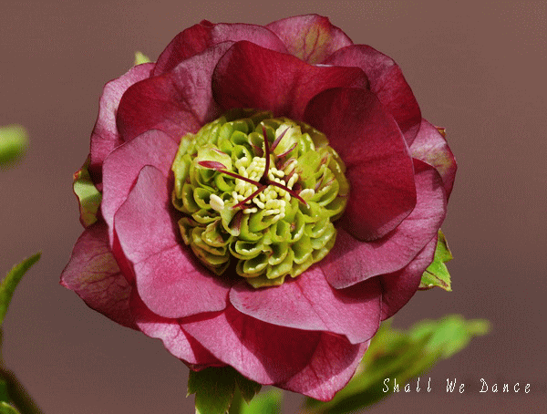 私の花時計 花とShall We Dance