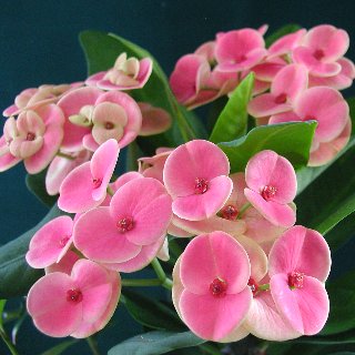 有)ジッポー 八福神