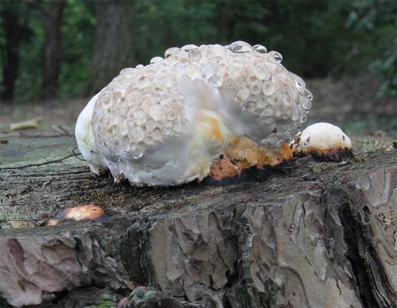 ツガサルノコシカケ