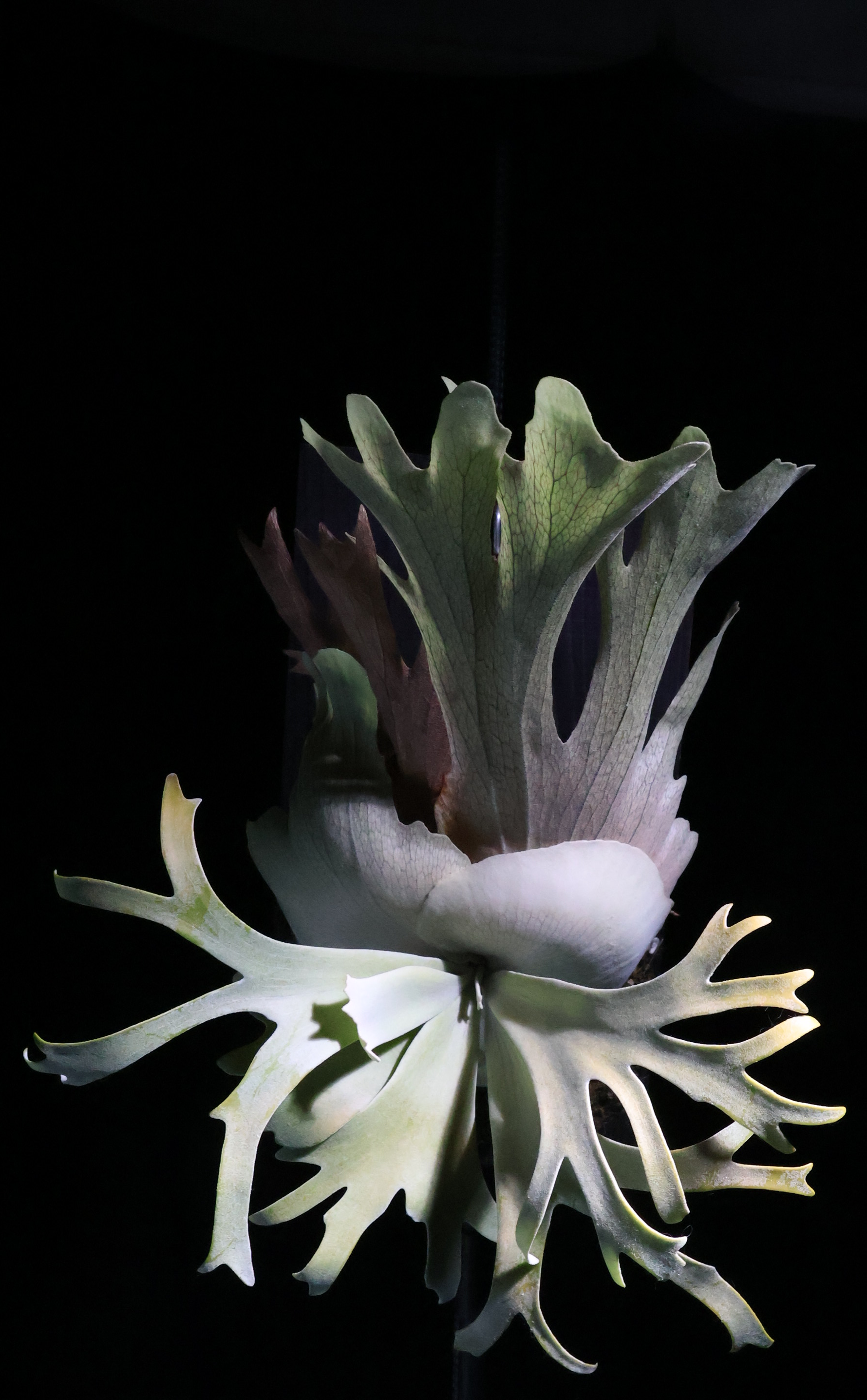 P. willinckii '月光爪哇' – ひだまりプランツ -Hidamari plants fern