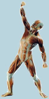 ソムソ模型のネツト販売