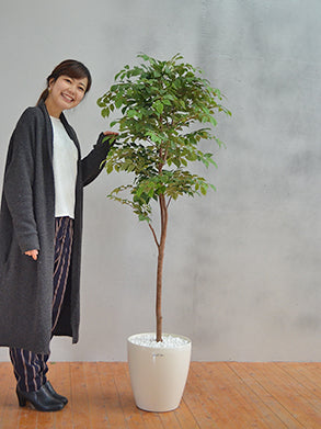 マウンテンアッシュ