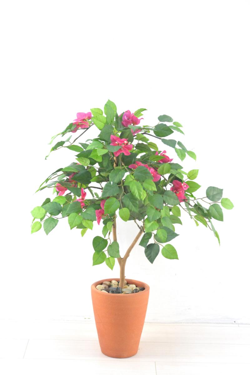 ブーゲンビリア