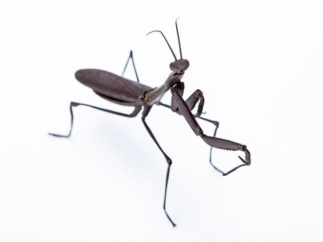 鉄製蟷螂自在置物 宗義 - 古美術 鐘ヶ江 - Collections -