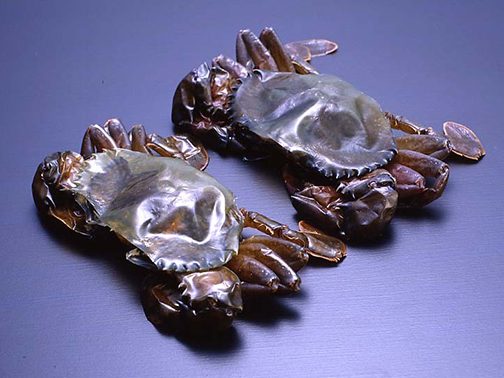 Maple Foods｜カニファミリー・ソフトシェルクラブ・渡り蟹・石蟹