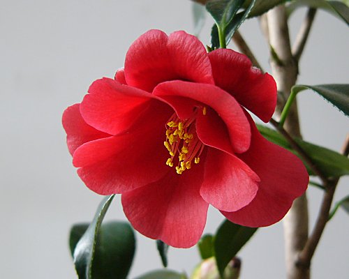 和みの庭」のツバキたち ： 椿 紅孔雀 （ベニクジャク）