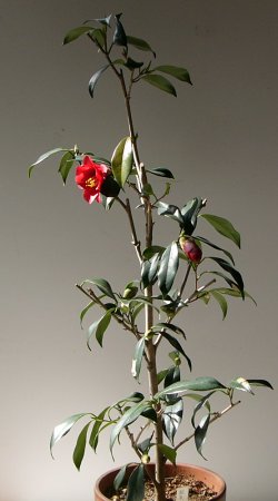 和みの庭」のツバキたち ： 椿 紅孔雀 （ベニクジャク）