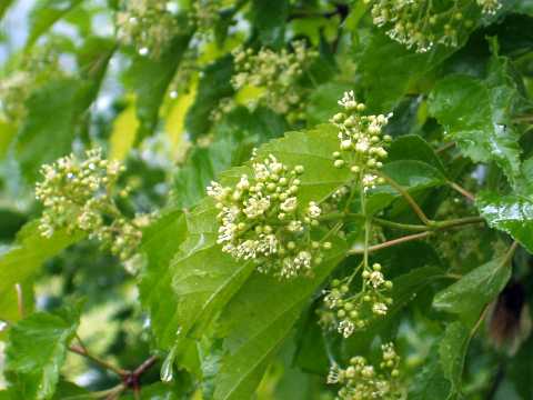 カラコギカエデ