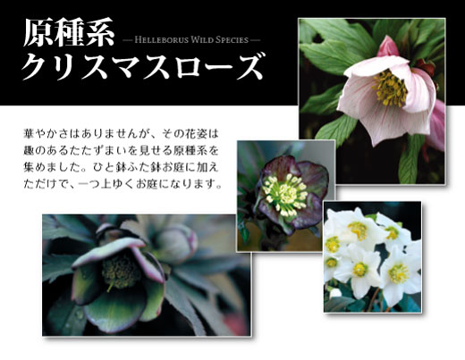 原種系クリスマスローズ 生育状況 | 大森プランツ