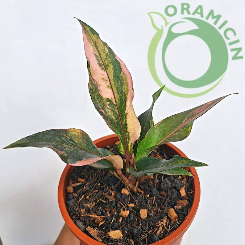 Anthurium Hookeri Pink Variegated Small ORAMICIN – oramicin