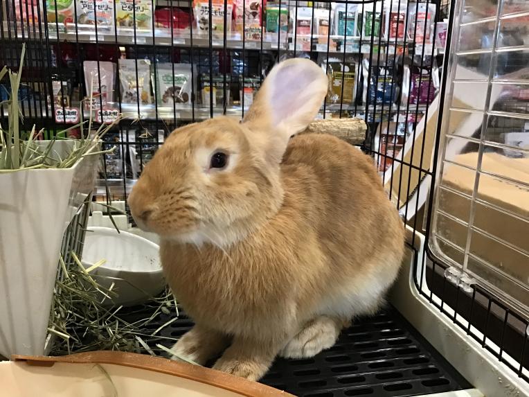 ジャイアントうさぎちゃん♡｜ワンラブ｜ショップニュース｜ピエリ守山
