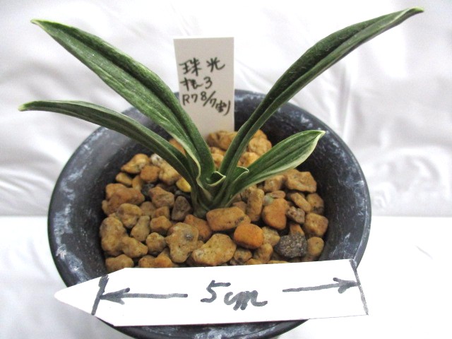 おもと販売ページ②