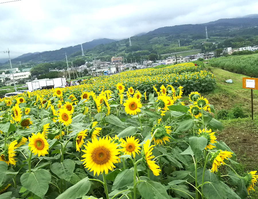 浮島ひまわりらんどのヒマワリ［沼津市］｜静岡新聞アットエス