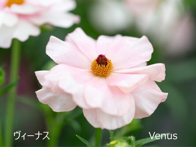 ラックスの品種