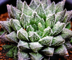 カクタスニシ Cactus and Succulent